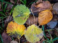 Herbstblatt Potpourri am Waldboden